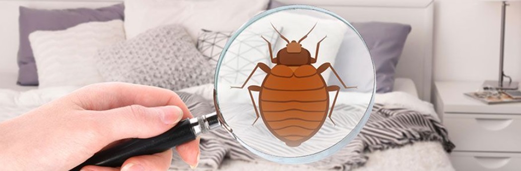 Bed Bug Pest